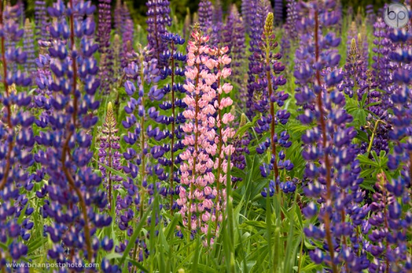 Lupines in Sugar Hill, New Hampshire