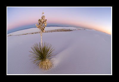 Soaptree Yucca at White Sands National Monument, New Mexico