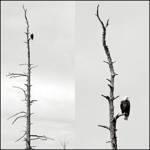Bald Eagles on Lake Umbagog, New Hampshire
