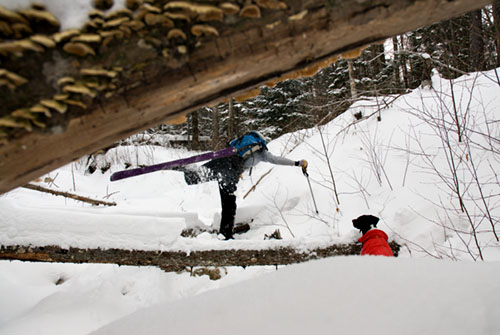 Ryman McLane and his dog Shasta skinning up and skiing down a slide on the East Peak of Mount Osceola. This is off the Kancamagus Highway ( Rt. 112 ) in LIncoln, New Hampshire.