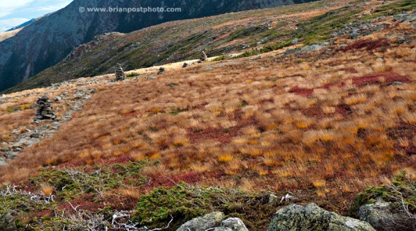 Alpine vegetation during Fall on the Alpine Garden Trail. Mount Washington, New Hampshire.